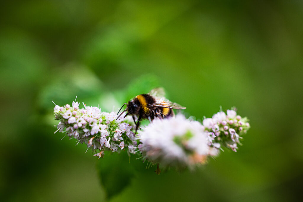 A macro shot of a bee sitting in some small white blossoms.