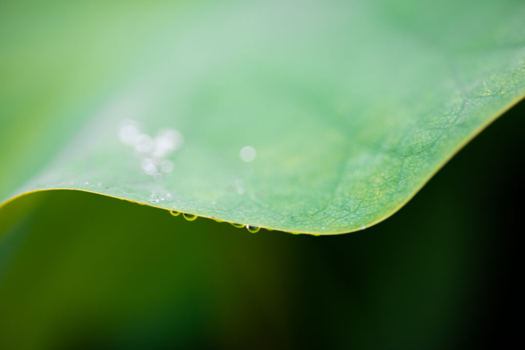 A fine line of a a leave from the side with some water drops under the leave.